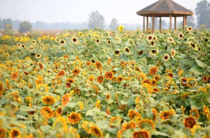 big mass of sunflowers