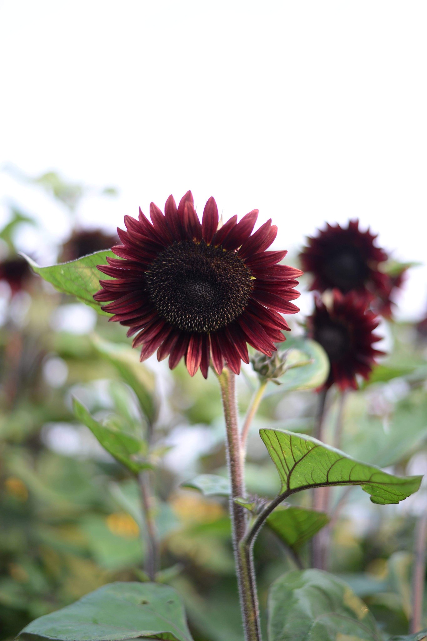 sunflower with dark red petals