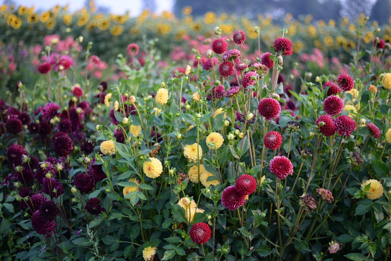 mix of different colored dahlias