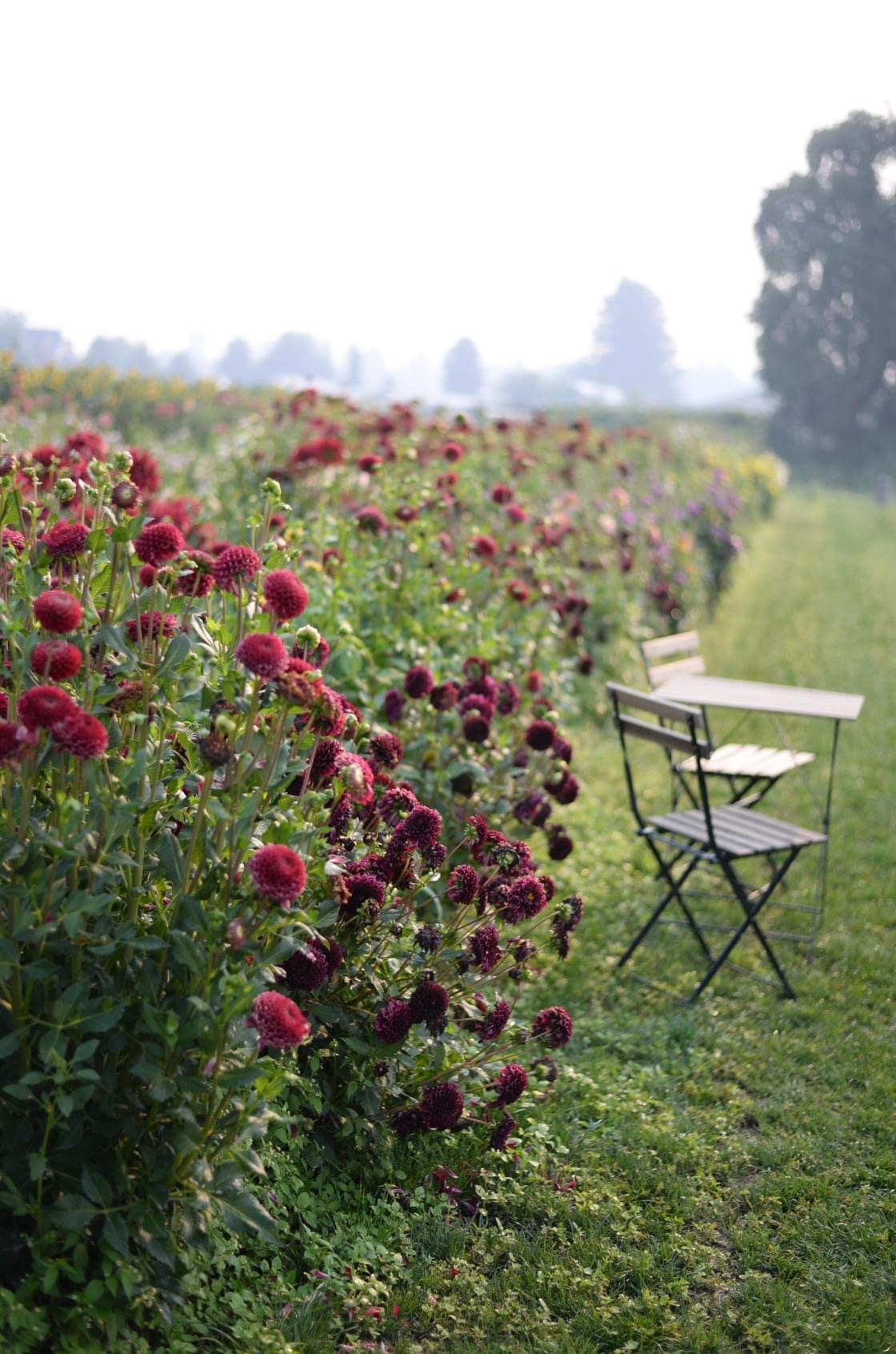 dark pink dahlias