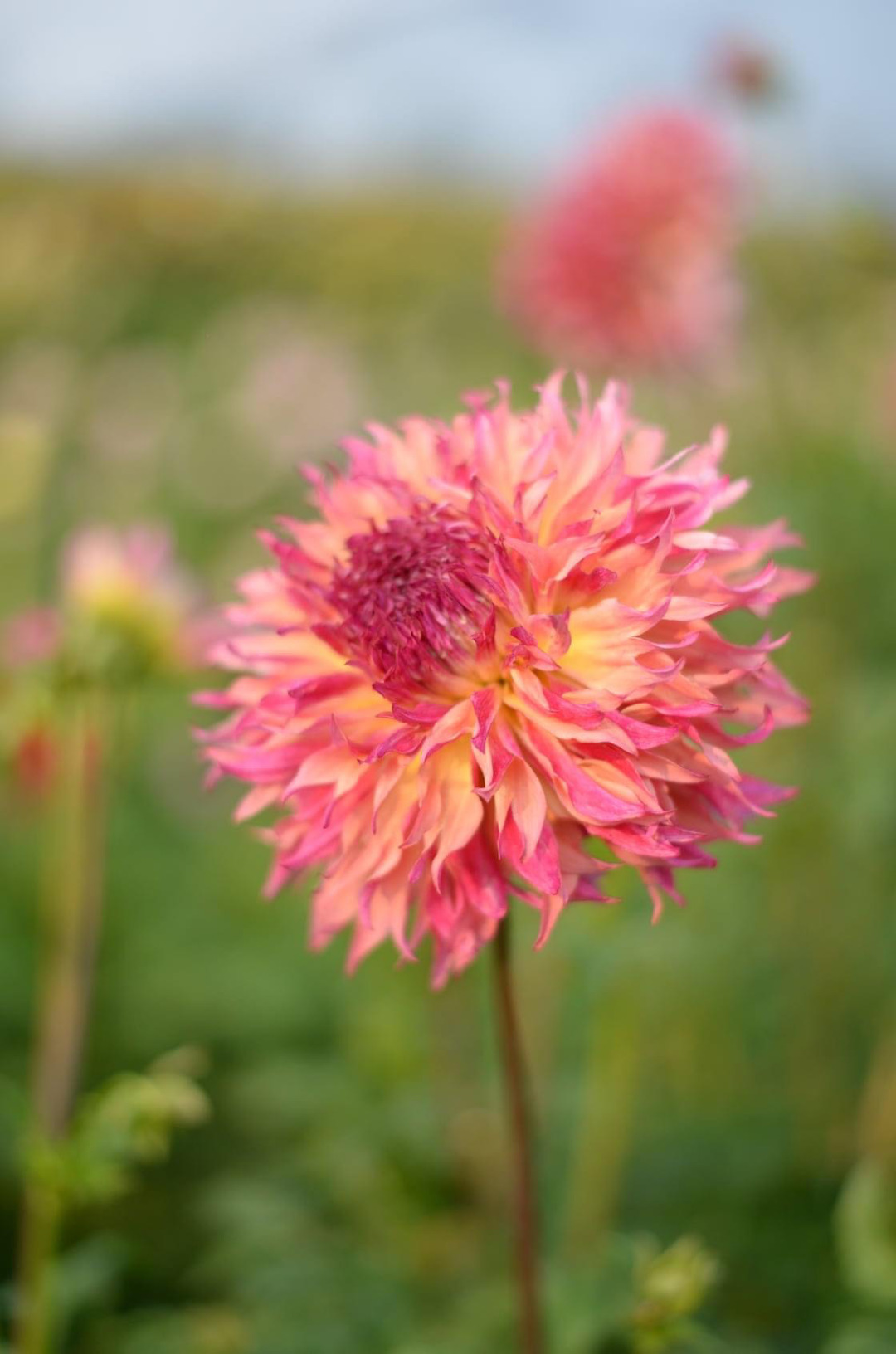 light pink and yellow dahlia