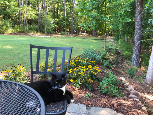 cat sitting in a chair in the garden