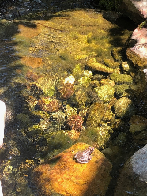 frog sitting next to garden pond