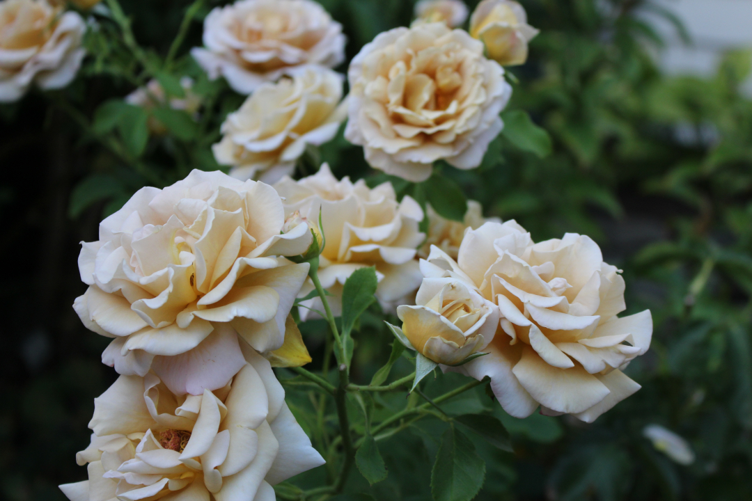 light orange roses