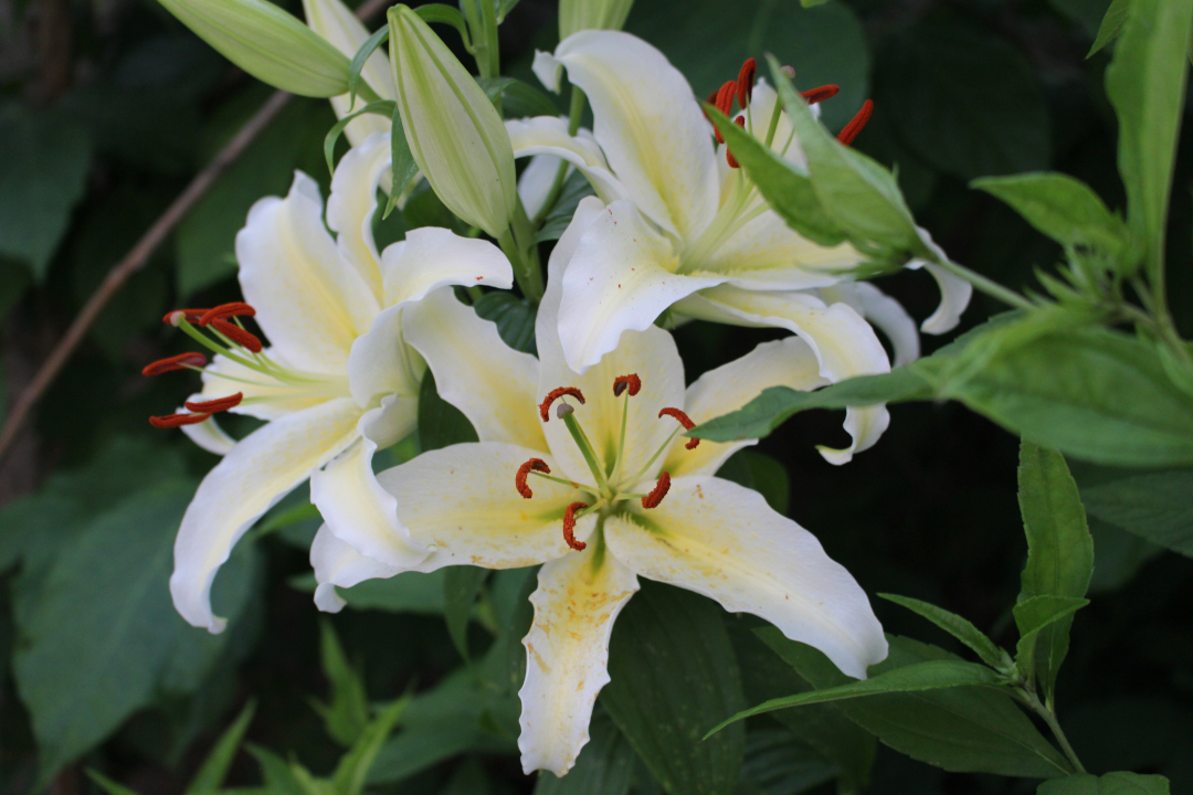 yelllow and white lilies