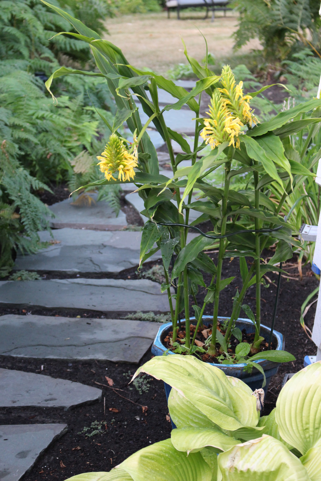 plant with yellow flowers in a container