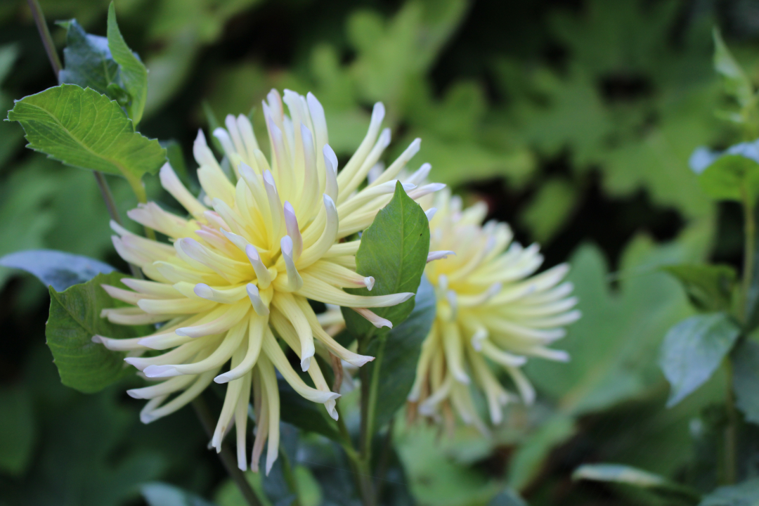 light yellow and pink dahlia