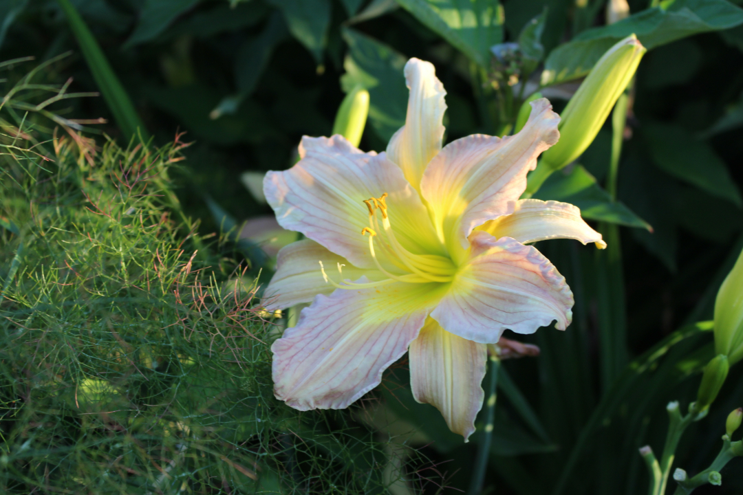 light yellow and pink daylily