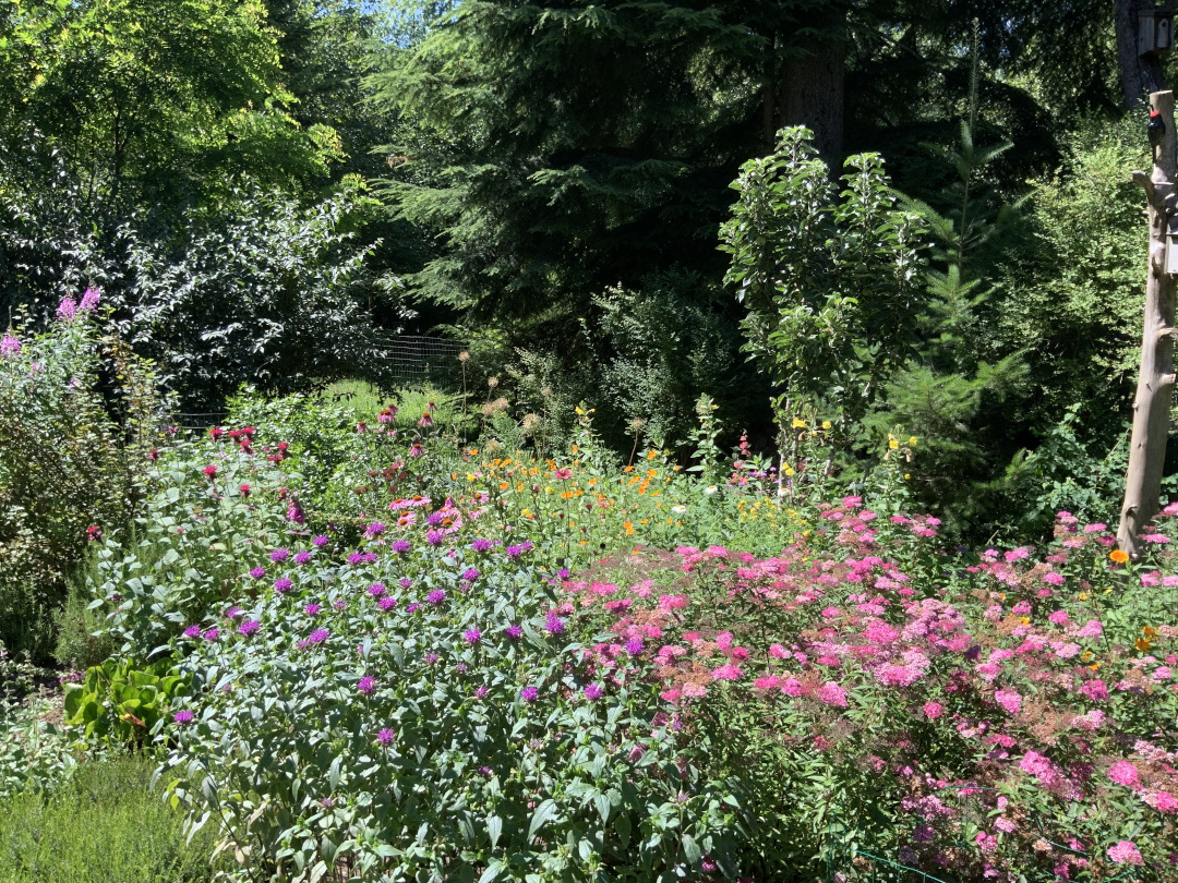 garden full of plants with pink flowers