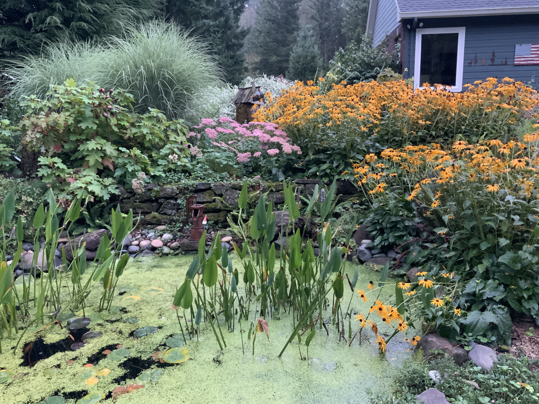 garden pond surrounded by plants