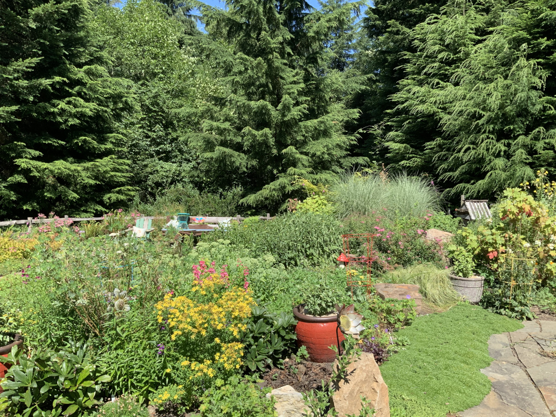 garden with many conifers in the background