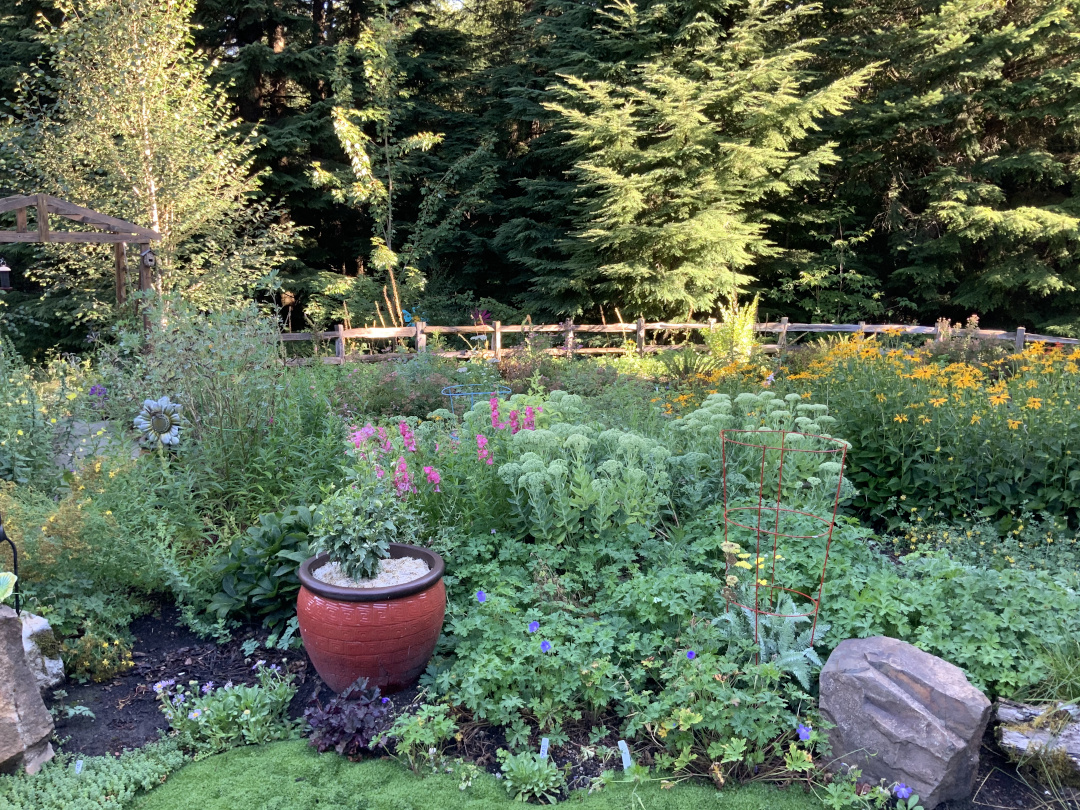 garden full of perennials with wooden fence