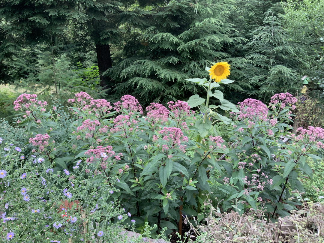 sunflower surrounded by pink flowers