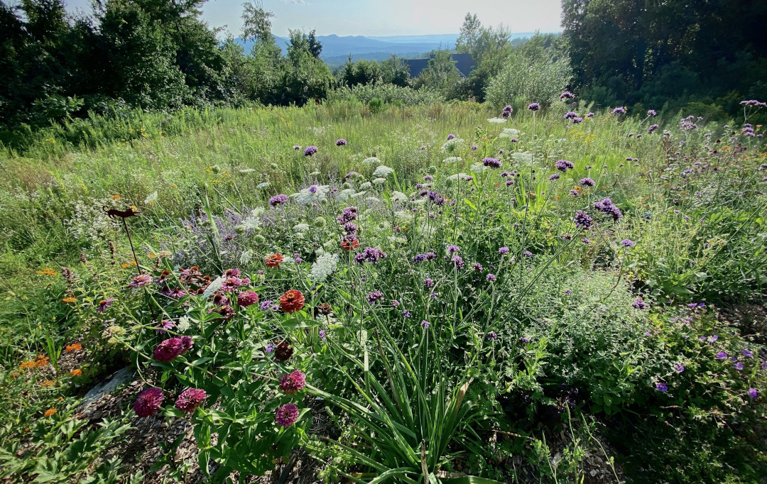 meadow garden with mountains in the background