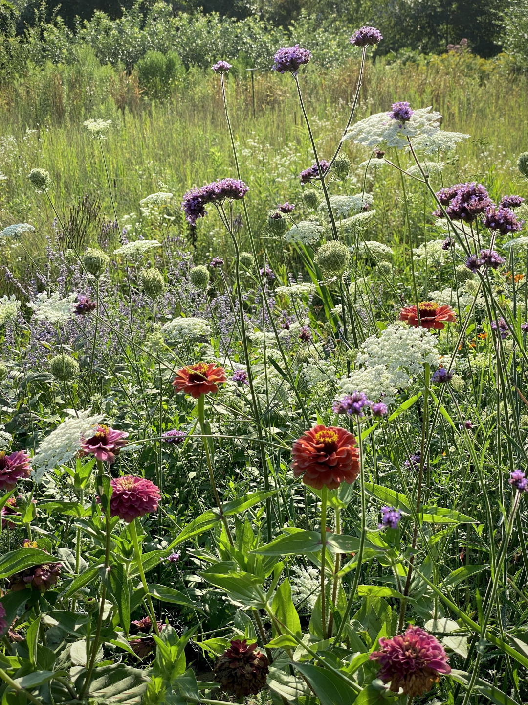 mix of annual flowers growing