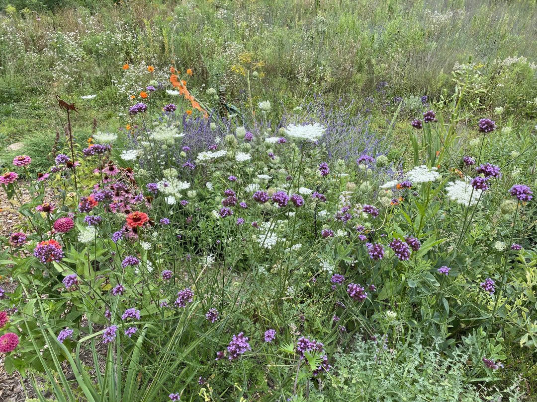 mix of pink and purple flowers in a meadow