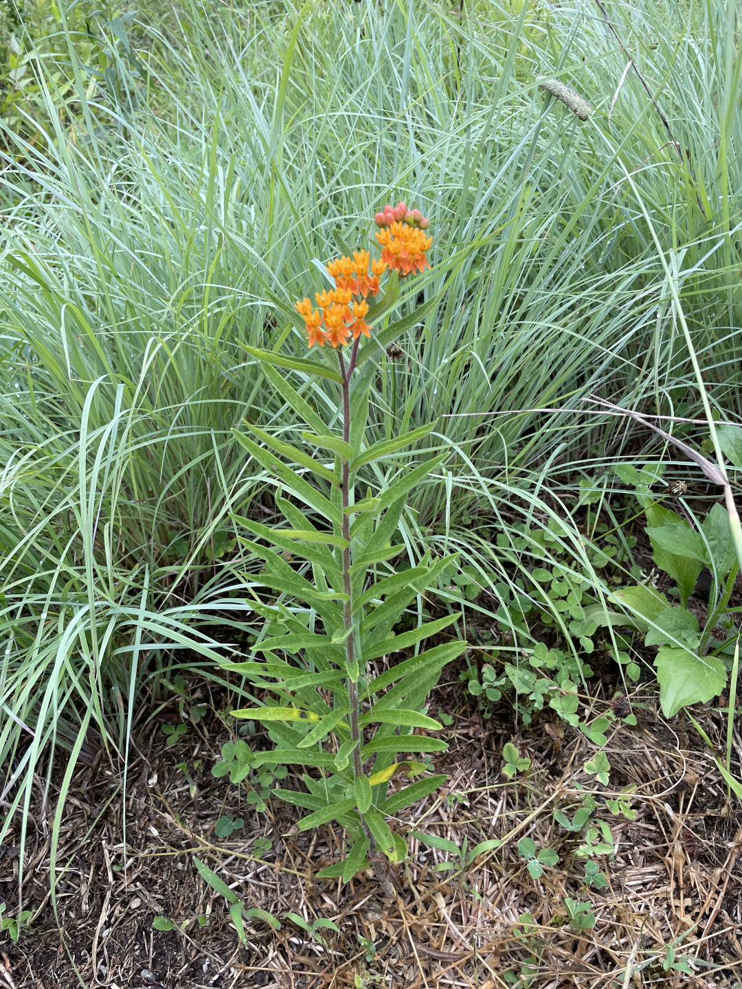 orange Butterfly weed