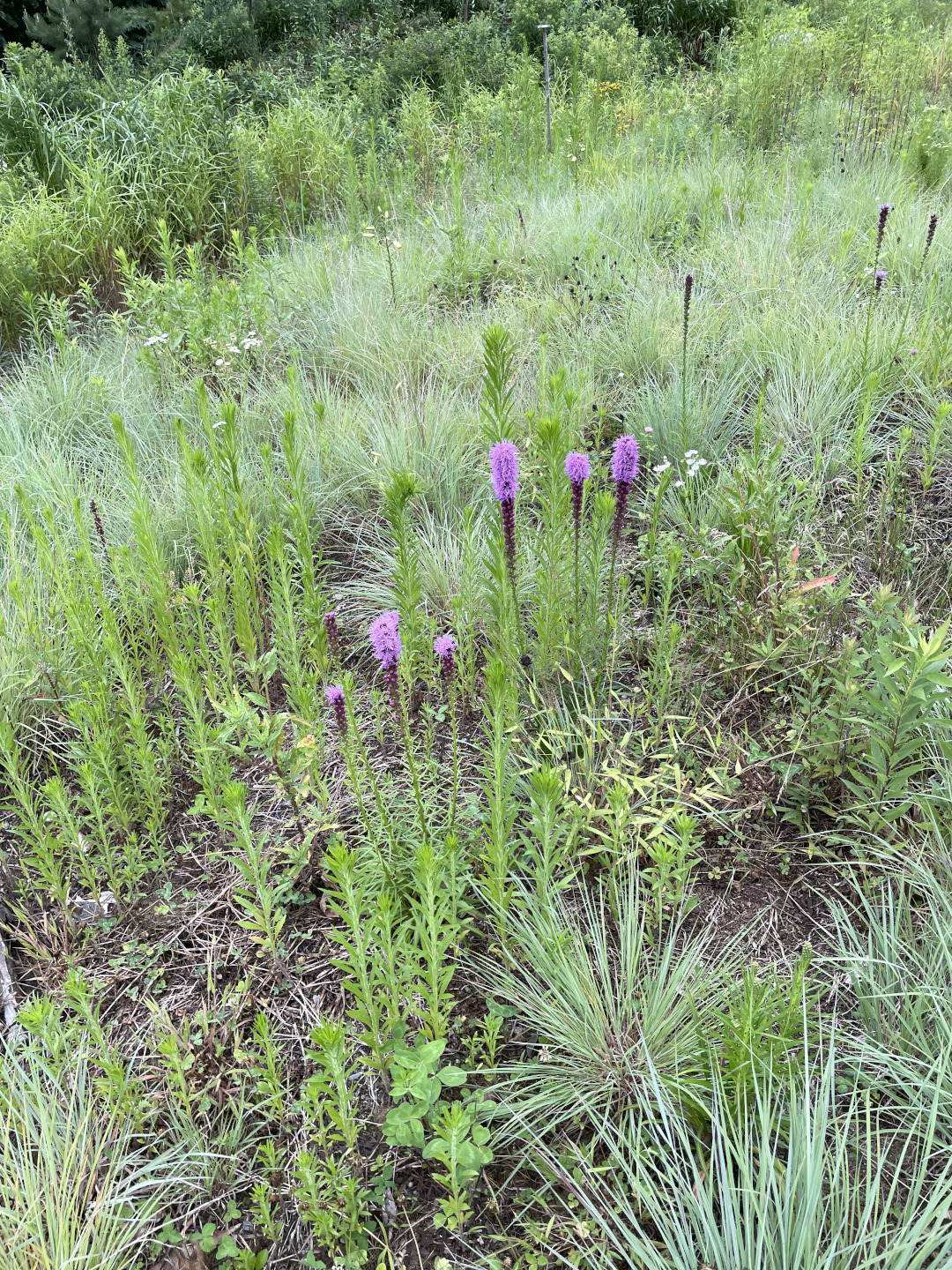 purple flowers surrounded by grass