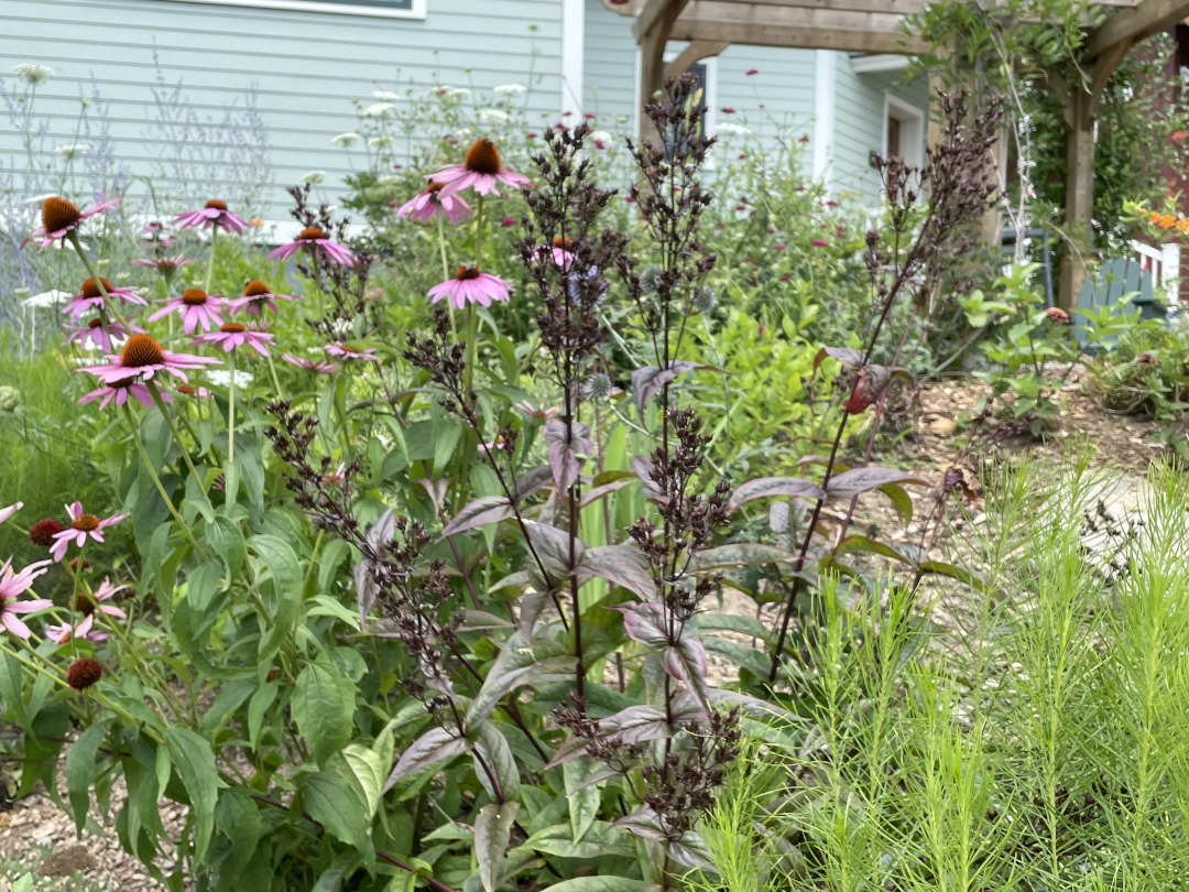 pink flowers next to plant with dark foliage