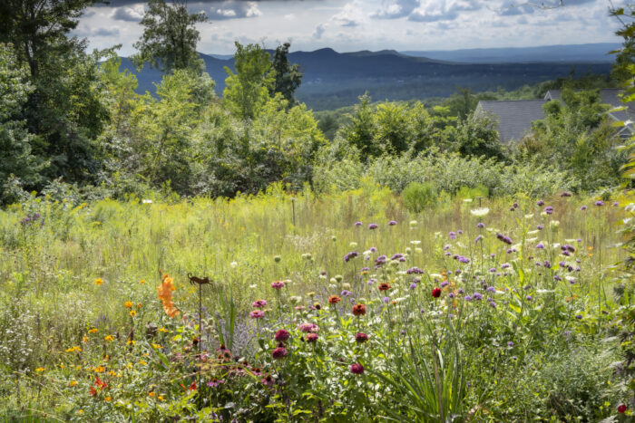 green meadow with flowers