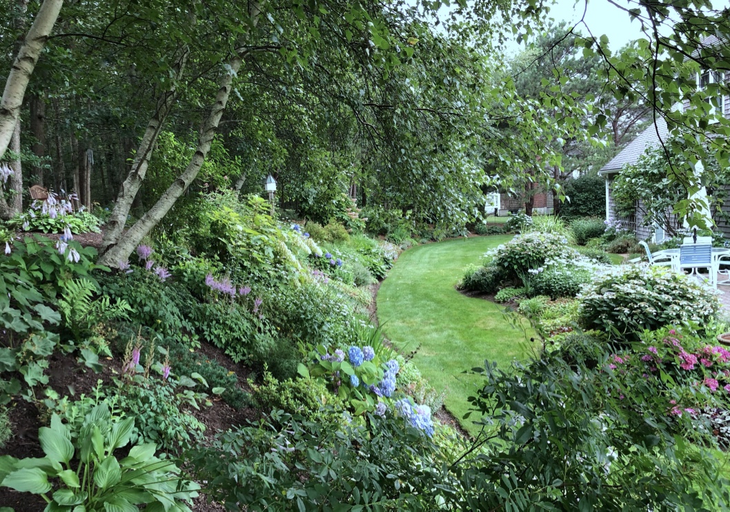 shade garden full of hydrangeas