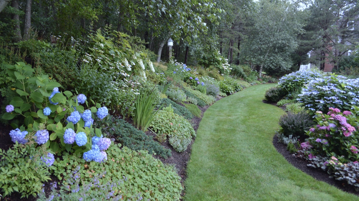 garden with a variety of hydrangeas