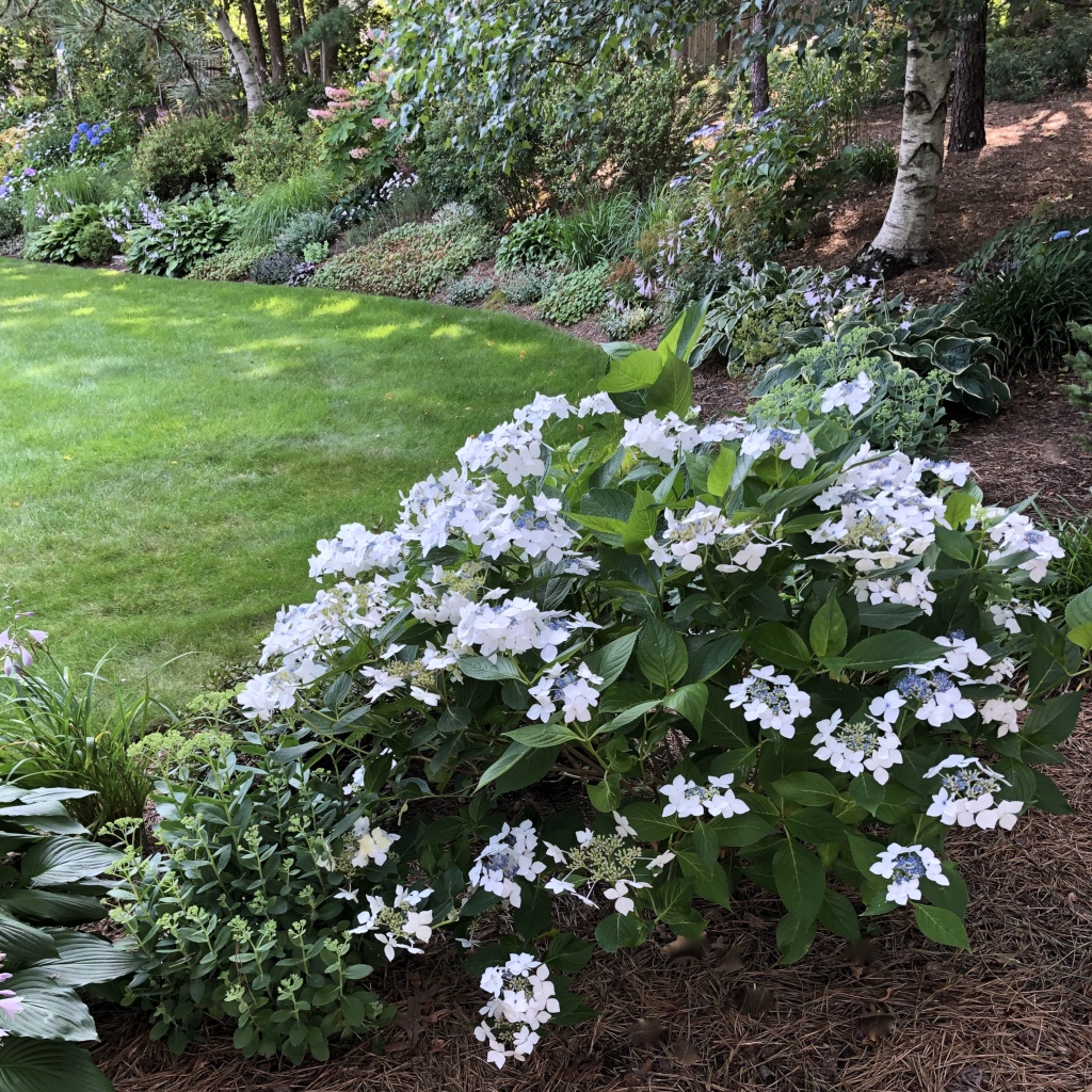 hydrangea with white flowers