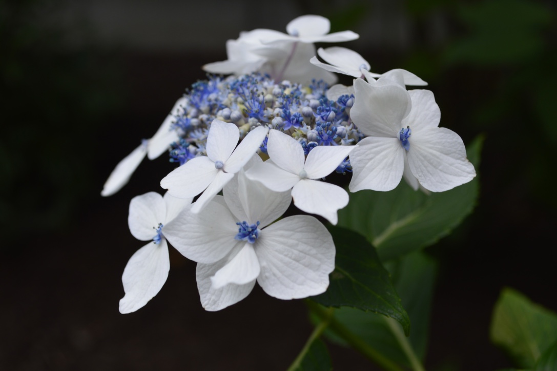 white and blue hydrangea flower