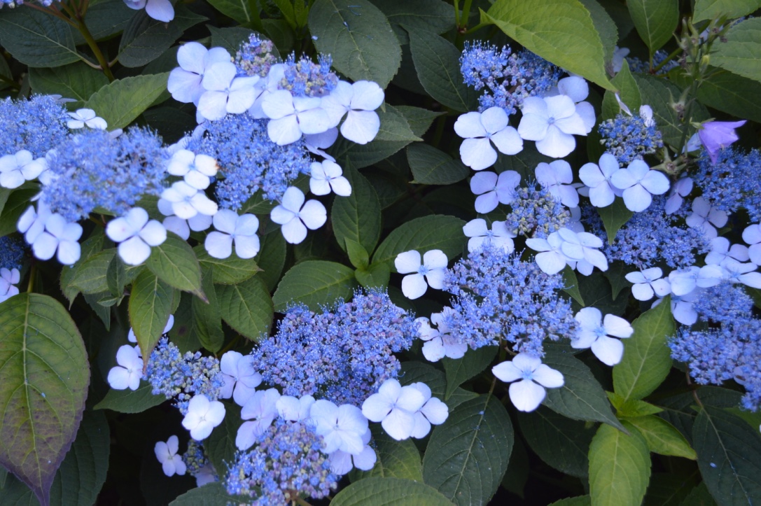 closeup of blue hydrangea