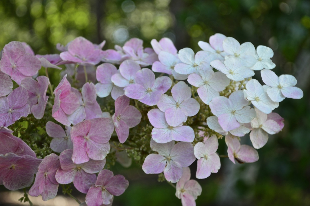 closeup of pink hydrangea flowers