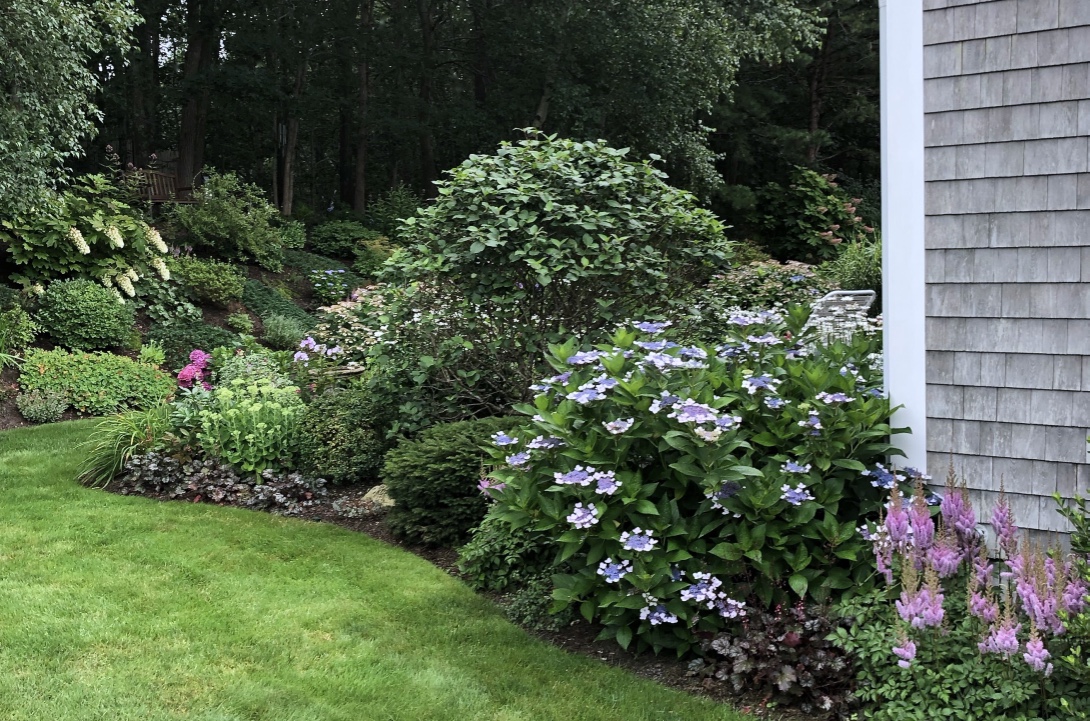 hydrangea next to pink flowers