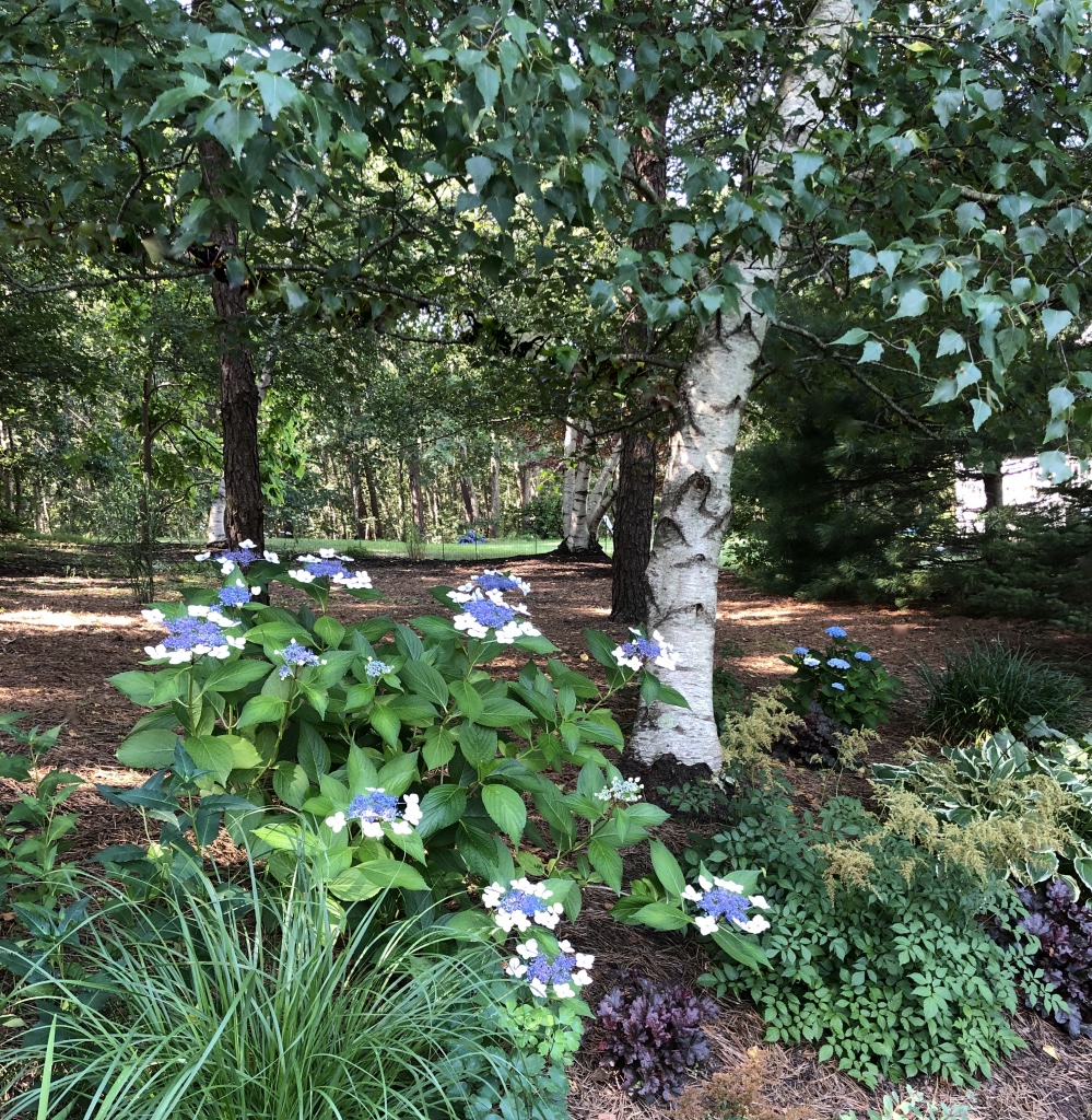 shade garden under small birch tree