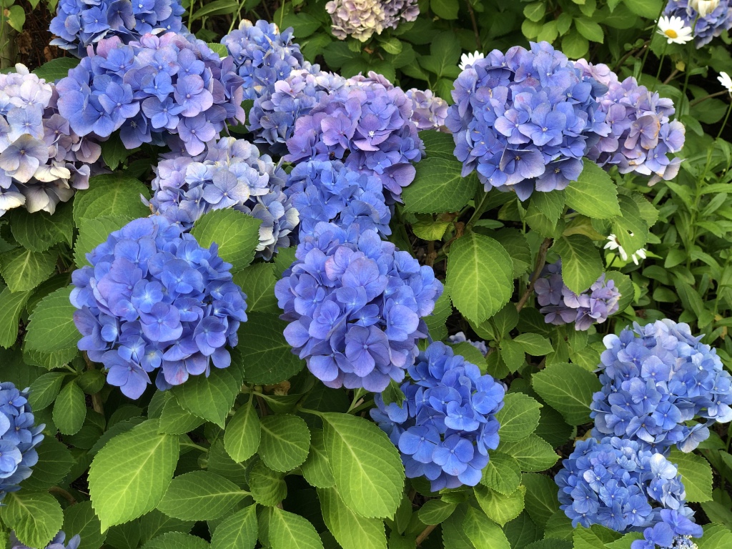 hydrangea with dark blue flowers