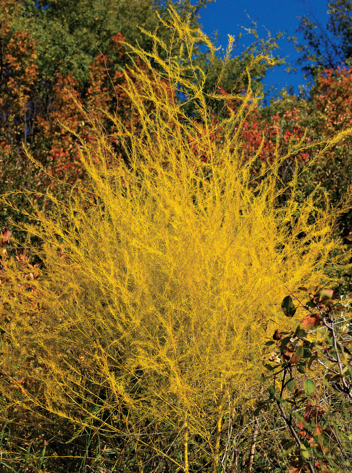 Perennials for Fall Color - Fine Gardening