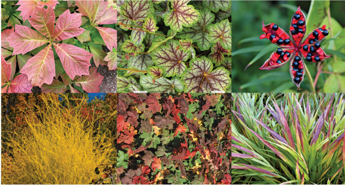 perennials for fall color