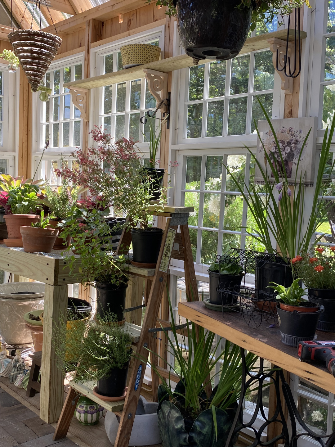 plants in pots inside the greenhouse