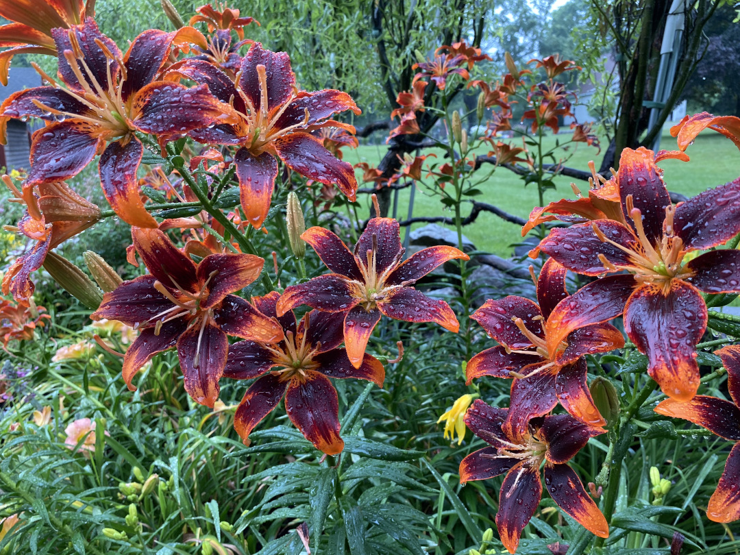 orange and purple lily blooms