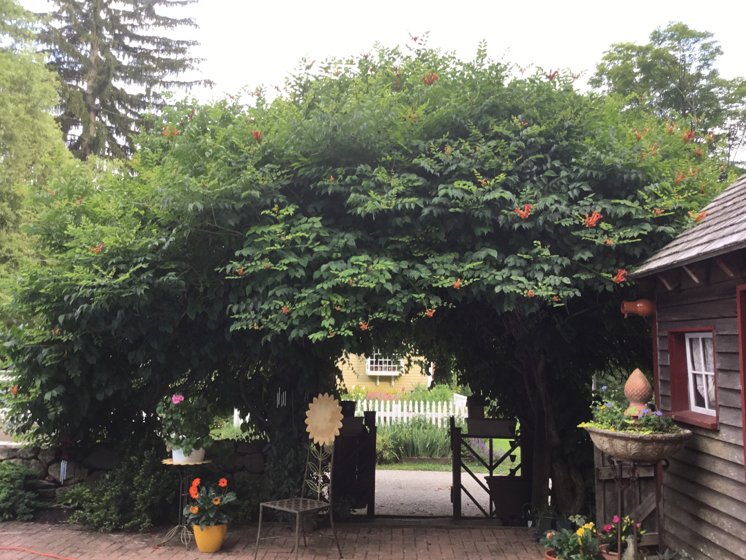 massive vine over a garden gate