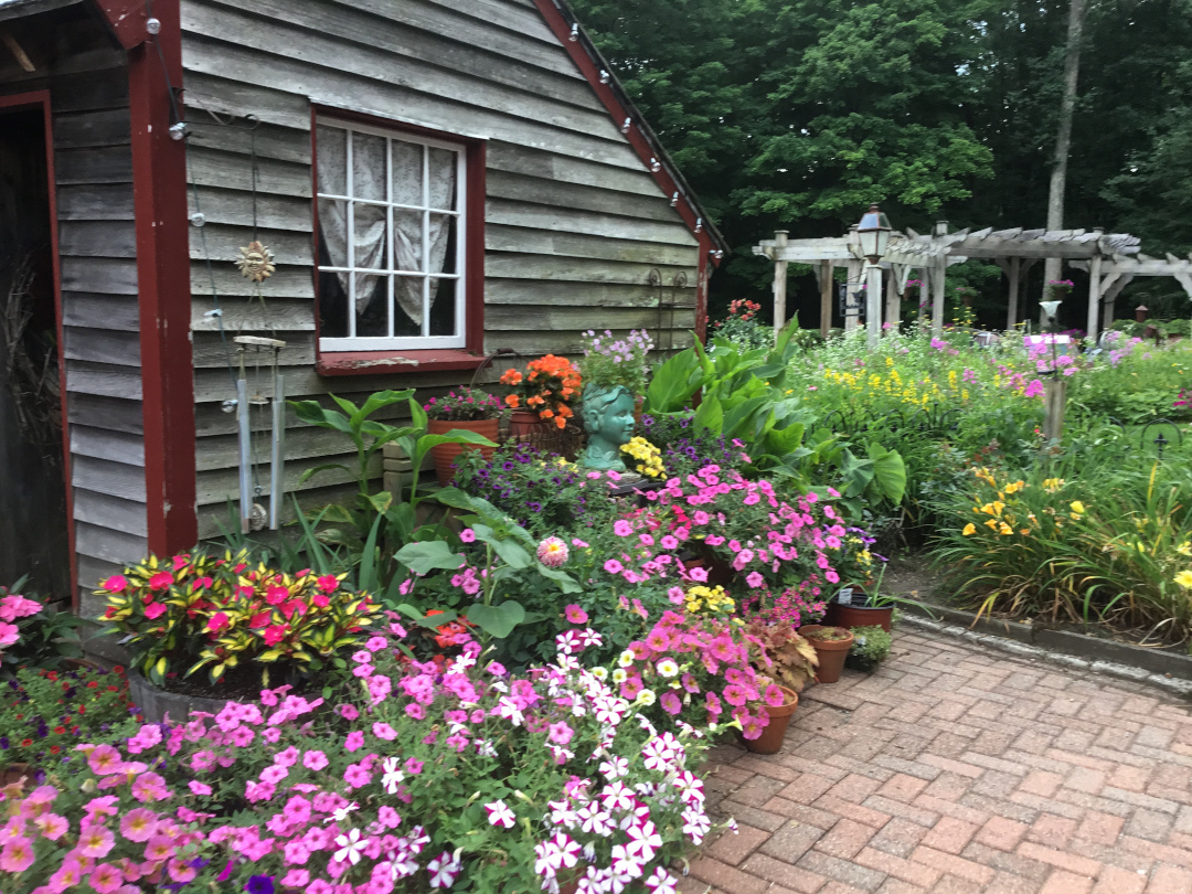 lots of flowering potted plants on a patio