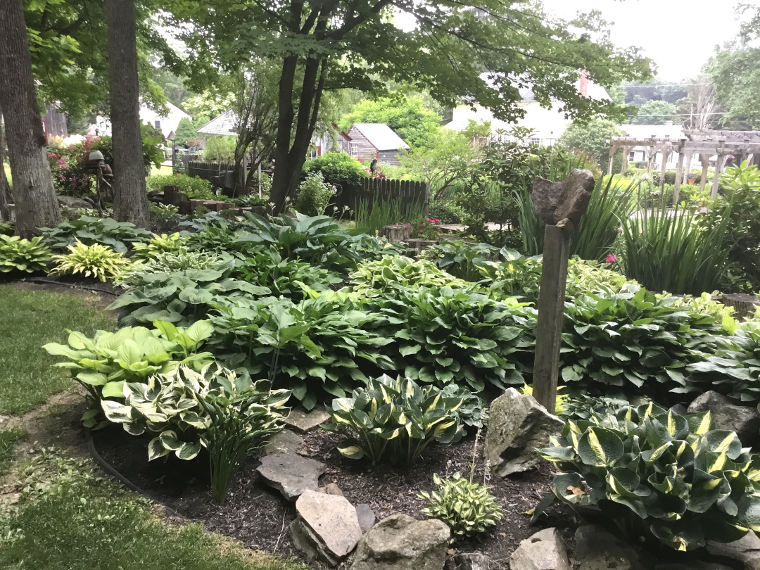 lots of different hostas in a shade garden