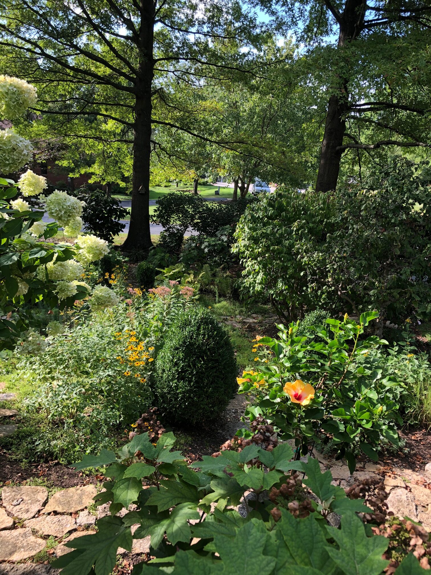 shade garden with various flowering plants