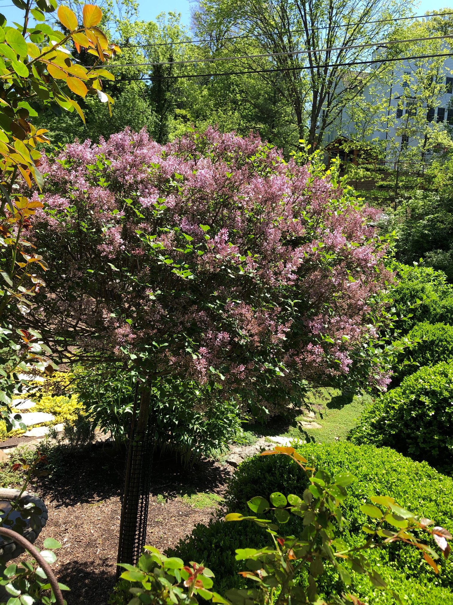 lilac plant in bloom