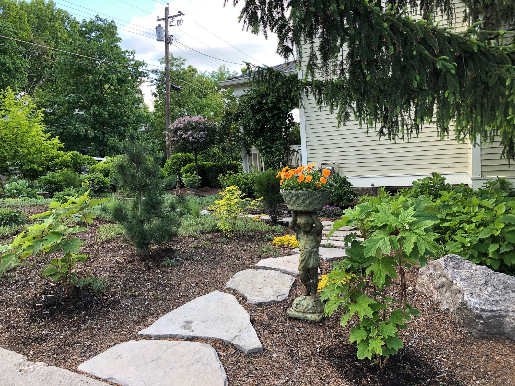 side yard with new plants