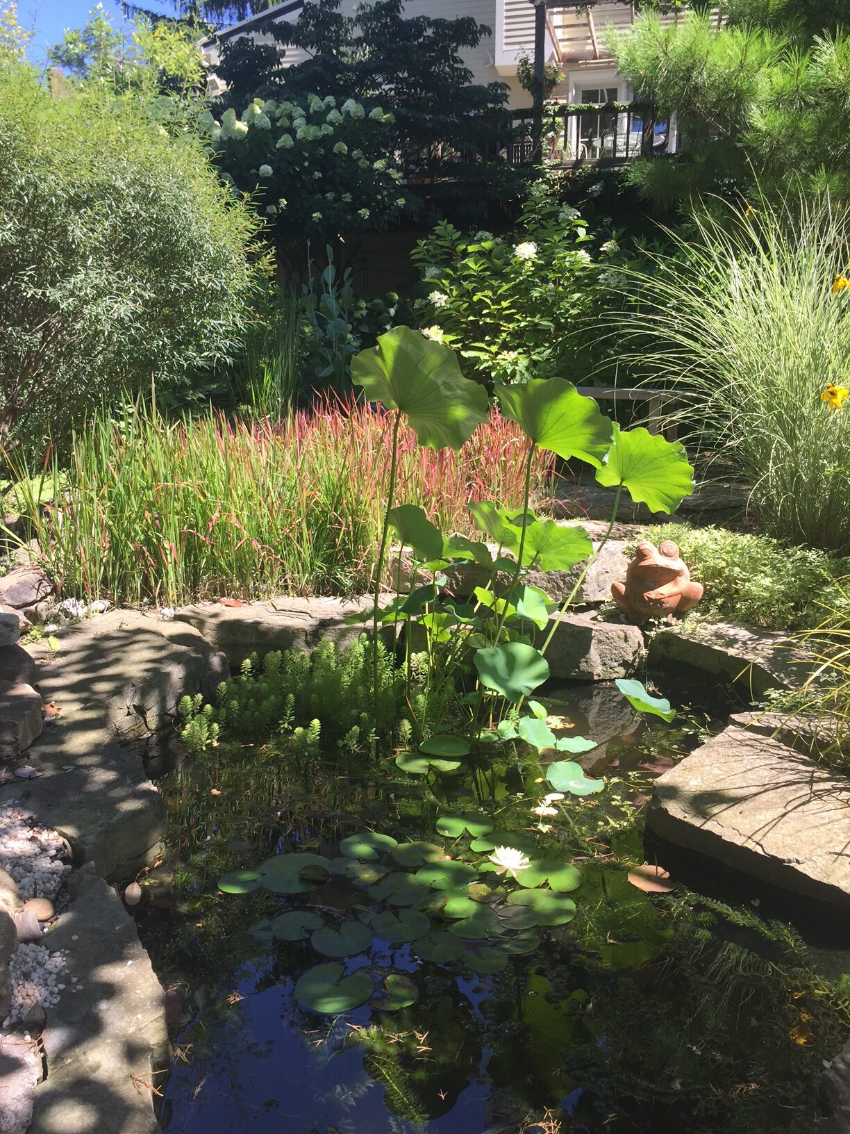 garden pond covered in plants