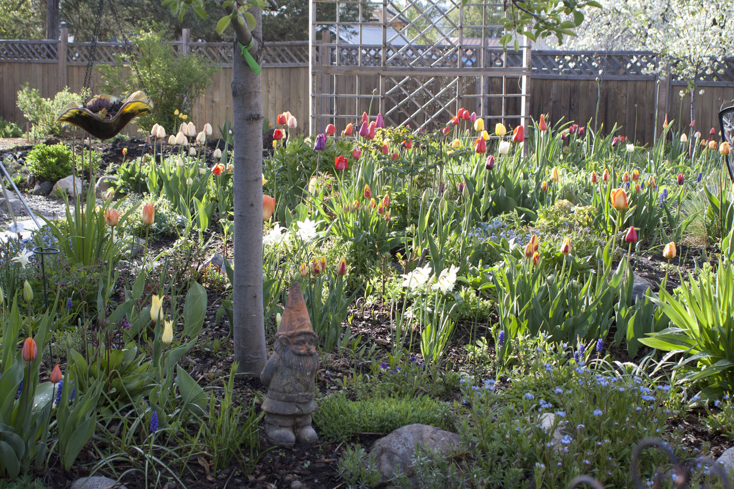 spring garden full of tulips