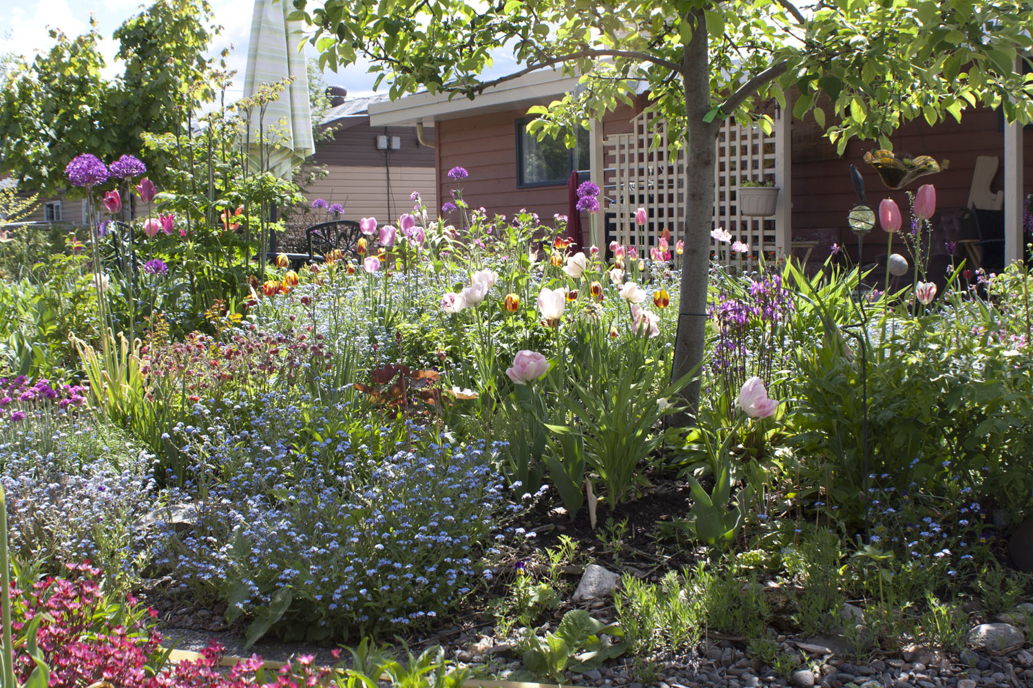 garden full of flowers in bloom