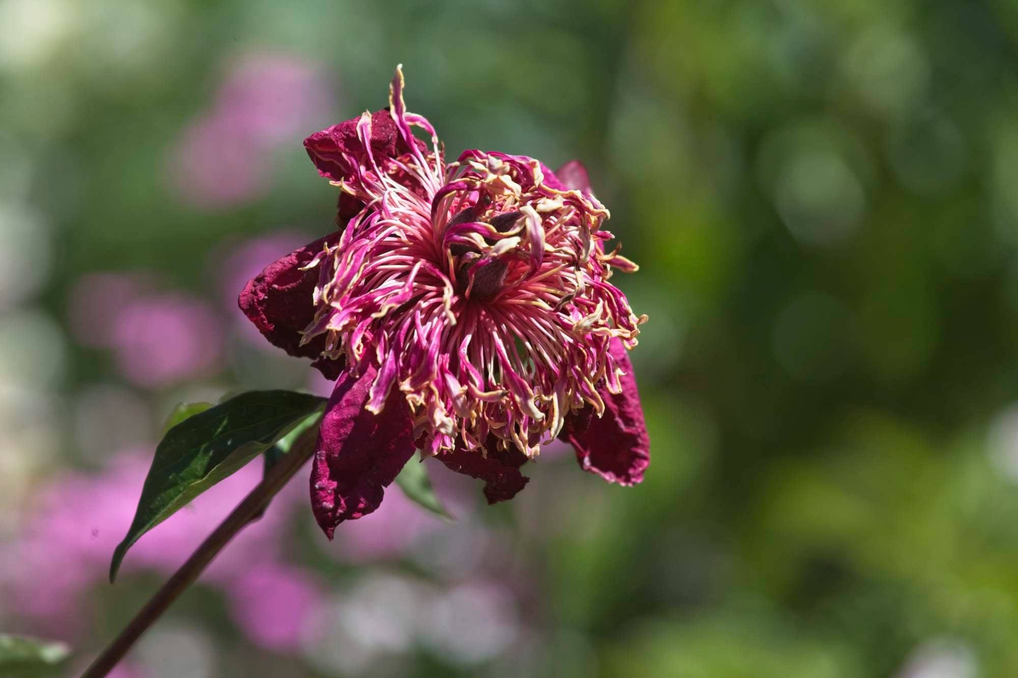 wilted pink flower