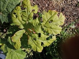 large leaf covered in holes