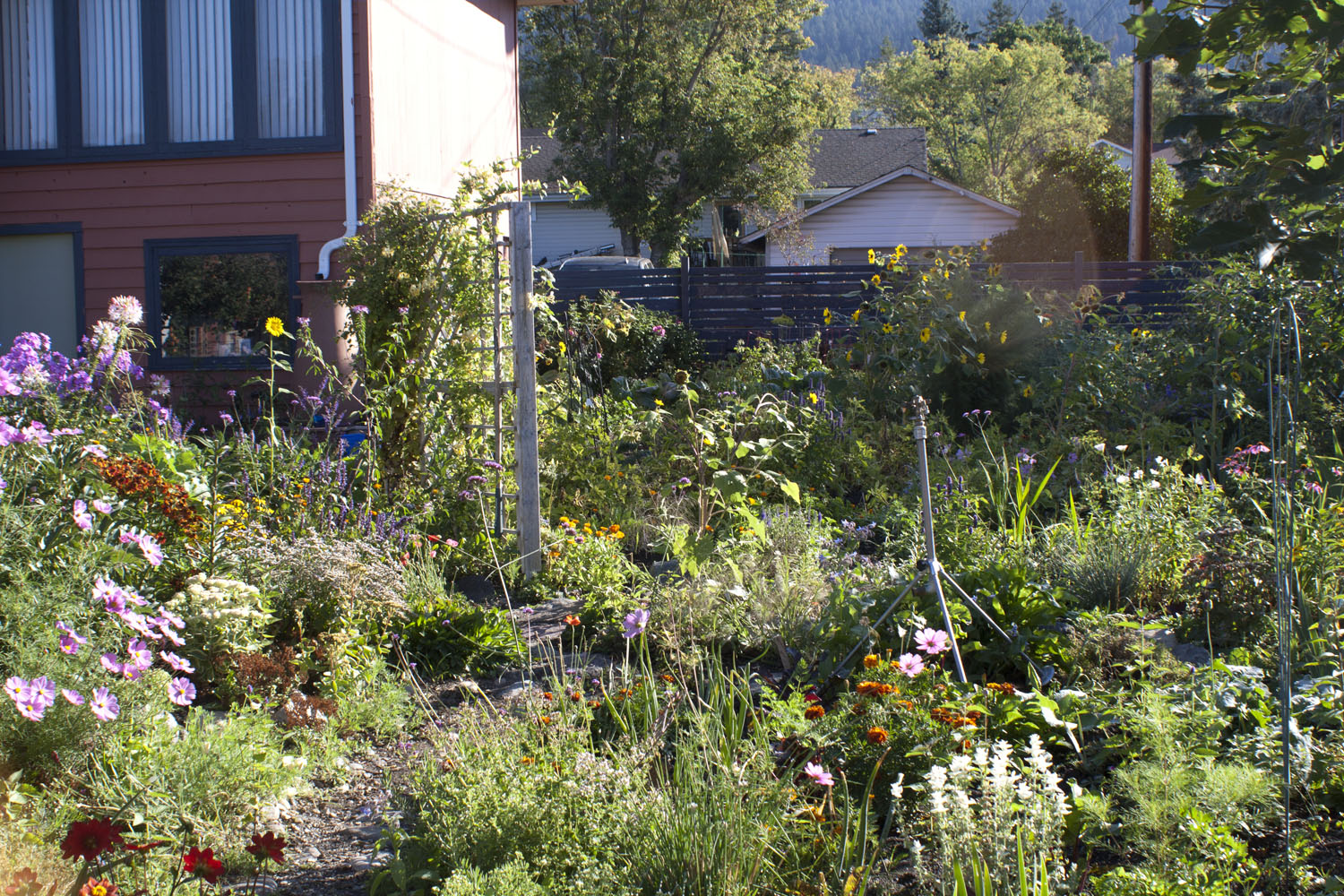 summer garden in bloom