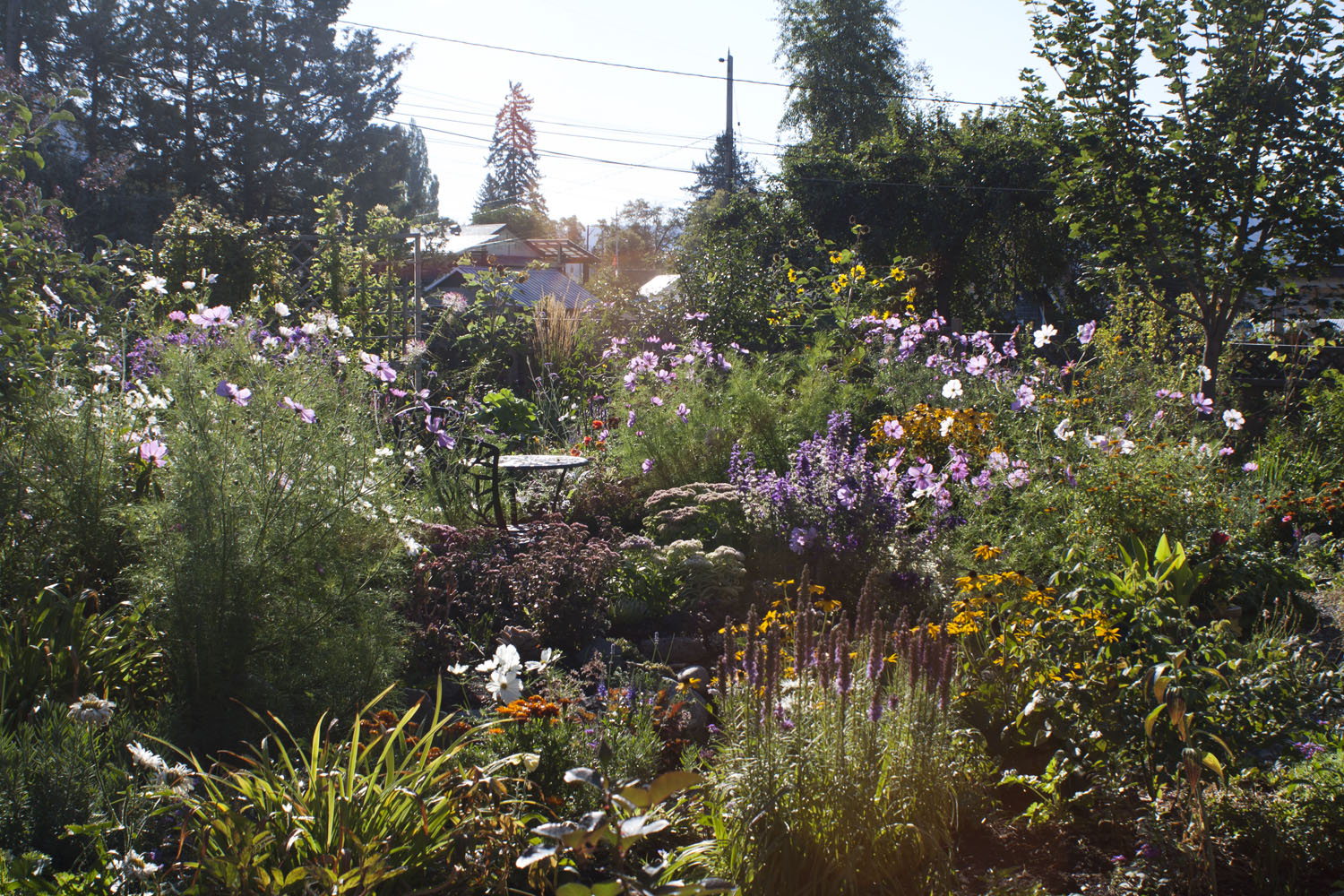 summer garden in full sun